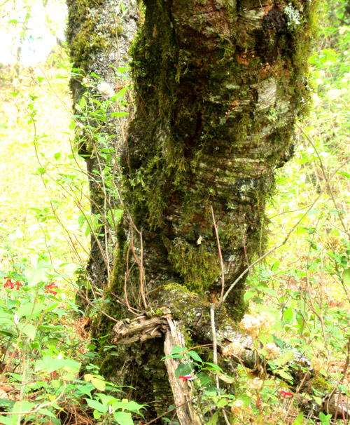 Andean Alder, ALNUS ACUMINATA, trunk