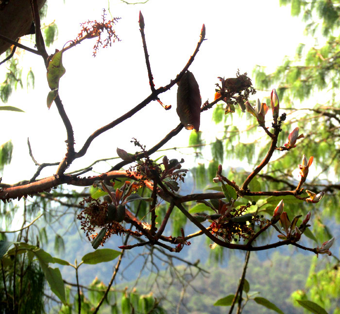 ARBUTUS XALAPENSIS, dry season branch with old leaves, inflorescence, and emerging leaves