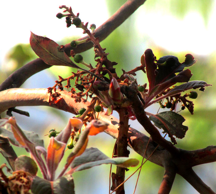 ARBUTUS XALAPENSIS, infructescence with young fruits, and emerging leaves