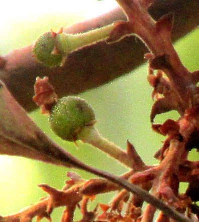 ARBUTUS XALAPENSIS, dry season branch with old leaves, inflorescence, and emerging leaves