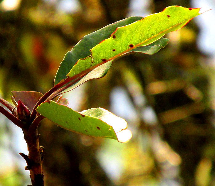 ARBUTUS XALAPENSIS, last season's leaves and stems void of long, glandular hairs