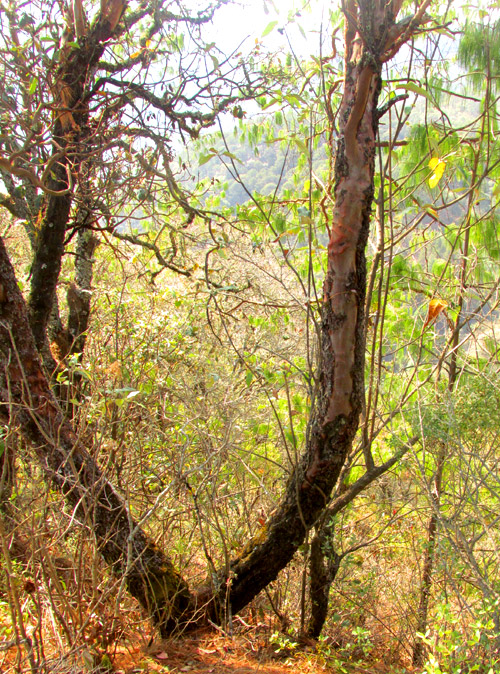 ARBUTUS XALAPENSIS, forked trunk