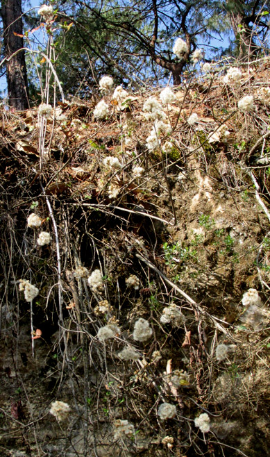 ARCHIBACCHARIS HIERACIOIDES, fruiting, dangling over cliff