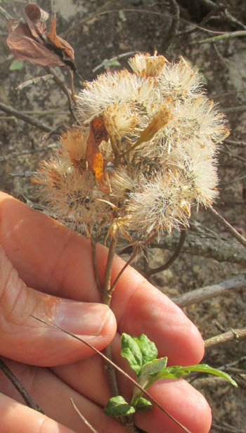 ARCHIBACCHARIS HIERACIOIDES, fruiting head with pappuses expanded