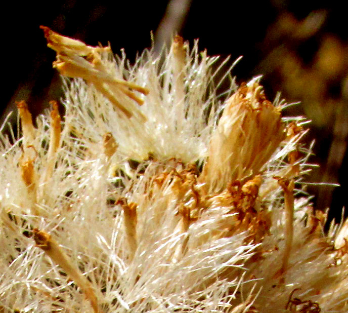 ARCHIBACCHARIS HIERACIOIDES, two corolla types amid pappus bristles