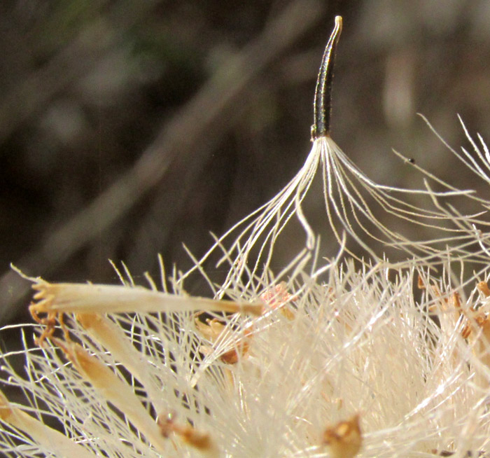 ARCHIBACCHARIS HIERACIOIDES, wide disc florets and black cypsela with pappus