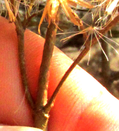 ARCHIBACCHARIS HIERACIOIDES, inflorescence branches