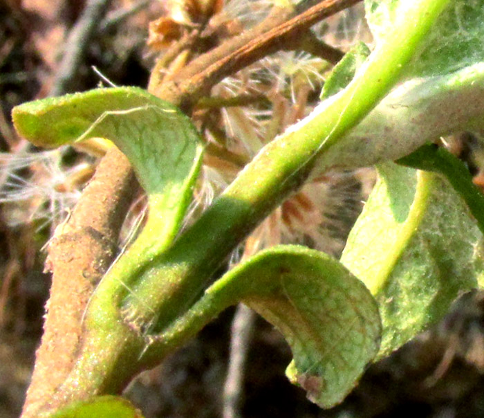 ARCHIBACCHARIS HIERACIOIDES, emerging leaves with petioles