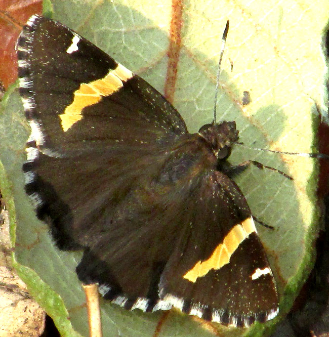 Golden Banded-Skipper, AUTOCHTON CELLUS