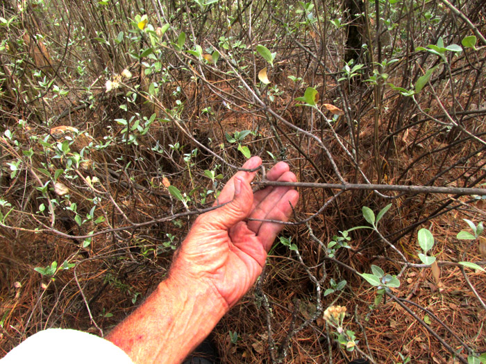 BACCHARIS ZAMORANENSIS, stem with branch tips bearing emerging and expanding leaves, and capitula bearing cypselae