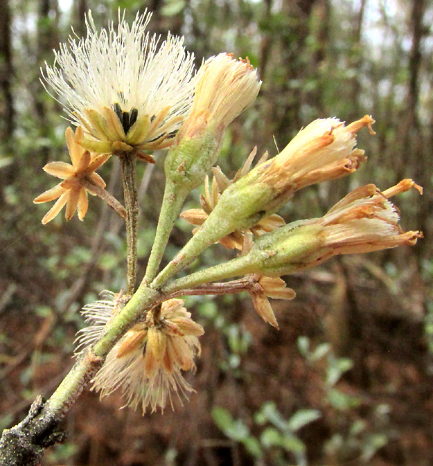 BACCHARIS ZAMORANENSIS, stem with branch tips bearing emerging and expanding leaves, and capitula bearing cypselae