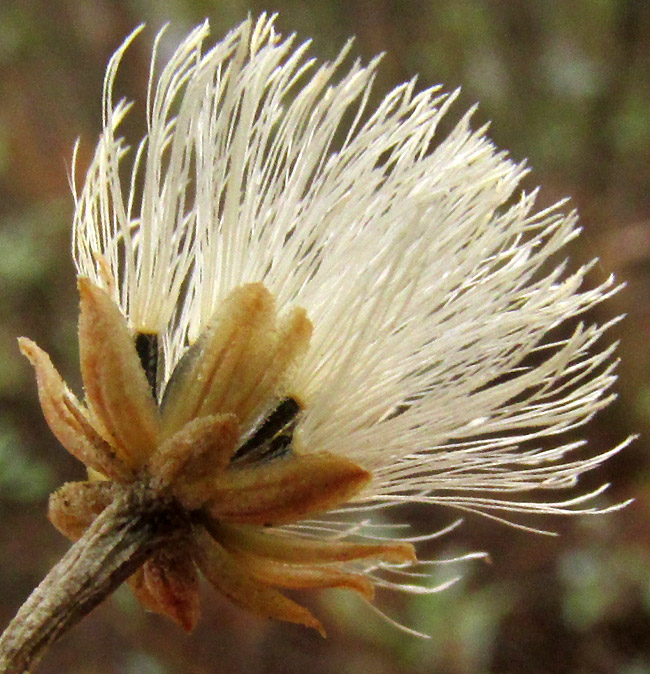 BACCHARIS ZAMORANENSIS, involucral bracts and cypselae with pappuses