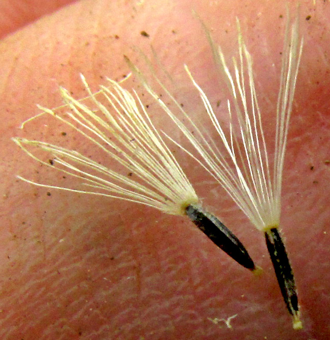 BACCHARIS ZAMORANENSIS, cypselae each bearing about 20 capillary trichomes