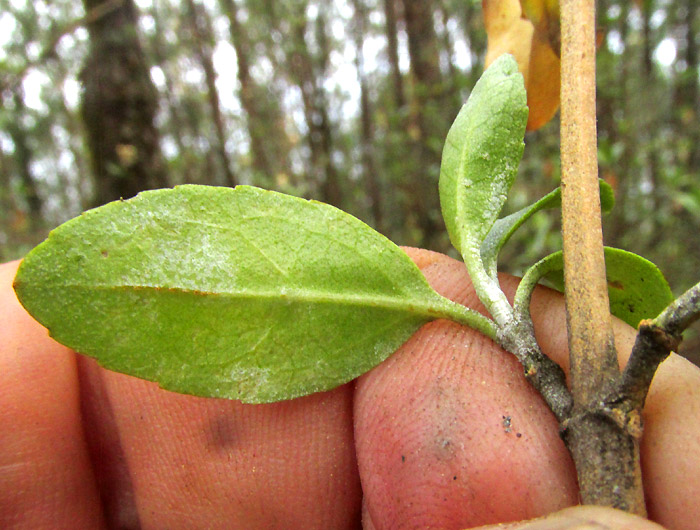 BACCHARIS ZAMORANENSIS, expanding leaves at branch tips