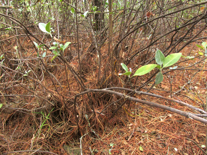 BACCHARIS ZAMORANENSIS, multiple slender stems arising from carpet of dried pine leaves