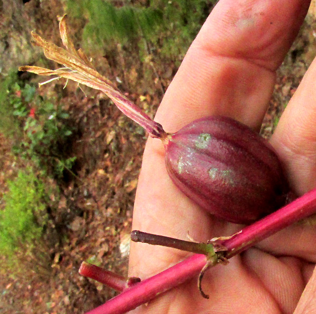 BESCHORNERIA cf. TUBIFLORA, maturing purple capsule