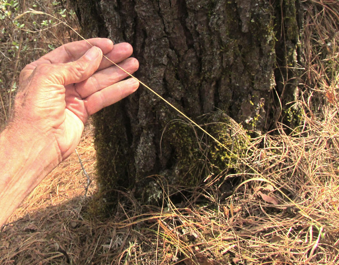 BROMUS CARINATUS, old plant in habitat