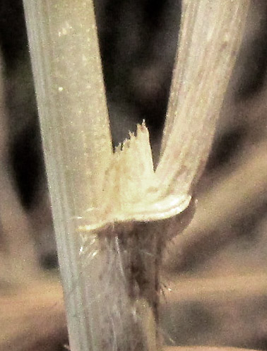 BROMUS CARINATUS, ligule