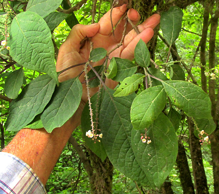 CITHAREXYLUM AFFINE, branch with leaves and long raceme