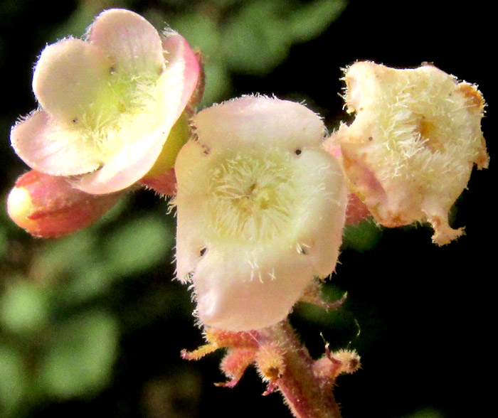 CITHAREXYLUM AFFINE, flowers top view