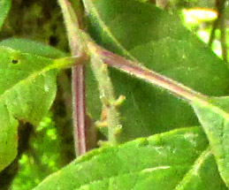 CITHAREXYLUM AFFINE, squared stem