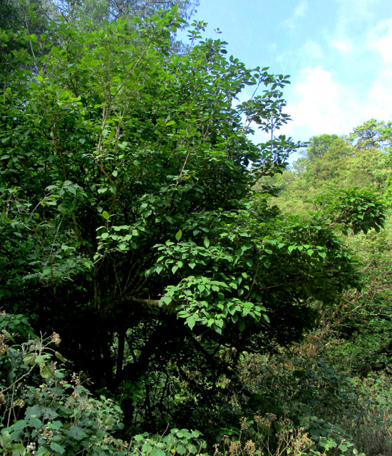 CITHAREXYLUM AFFINE, branched trunk