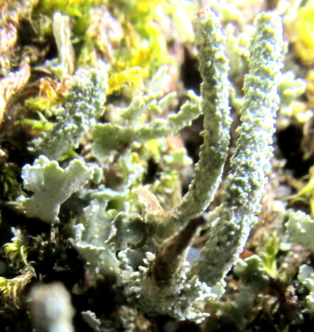 Lipstick Powderhorn Lichen, CLADONIA MACILENTA, close look