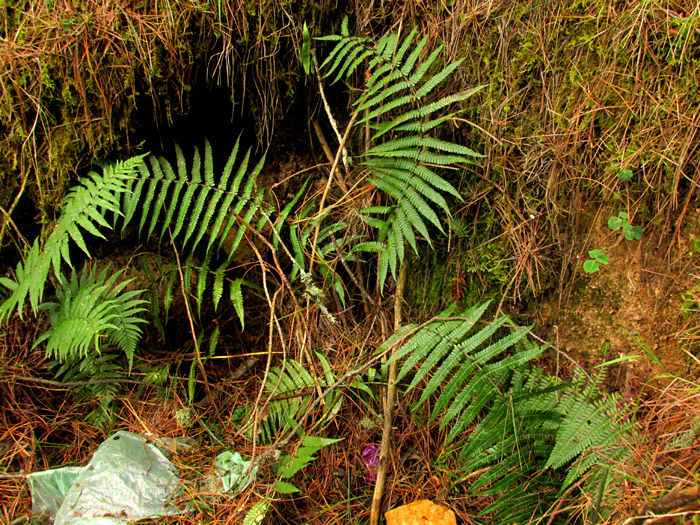 Alpine Wood Fern, DRYOPTERIS WALLICHIANA, in habitat