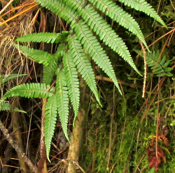 Alpine Wood Fern, DRYOPTERIS WALLICHIANA, lower frond with diminished pinnae