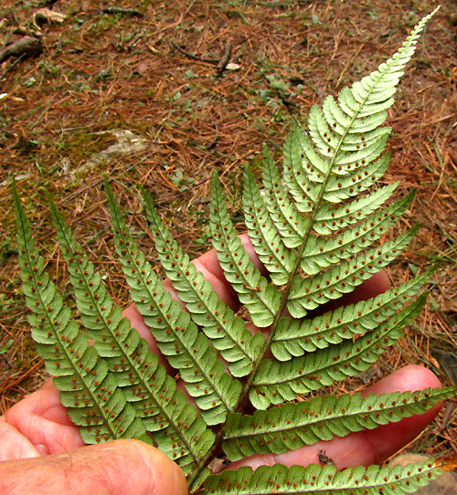 Alpine Wood Fern, DRYOPTERIS WALLICHIANA, front tip from below, showing sori