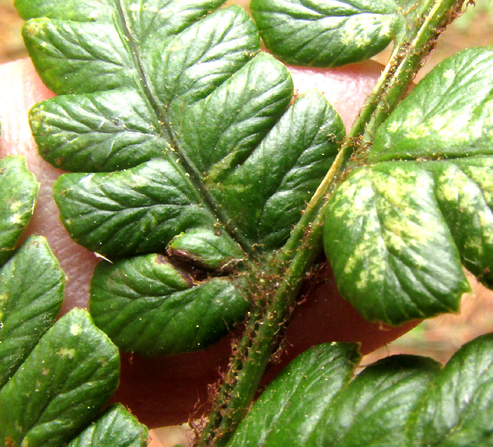 Alpine Wood Fern, DRYOPTERIS WALLICHIANA, sunken veins on pinna upper surfaces