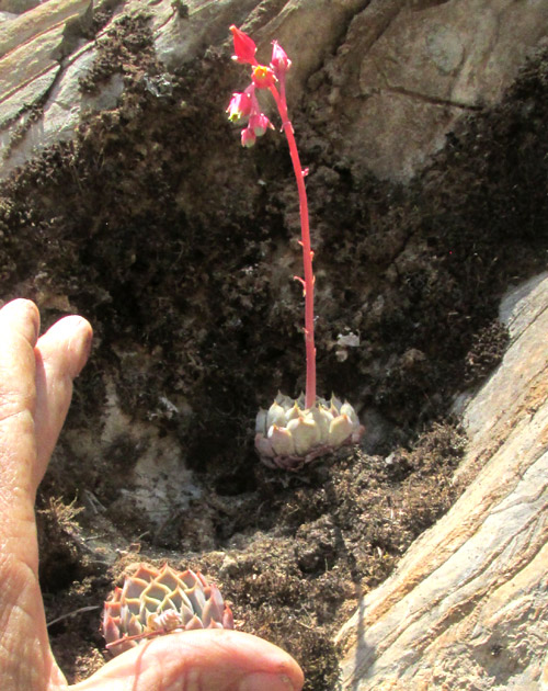 ECHEVERIA HYALINA, flowering plants in habitat