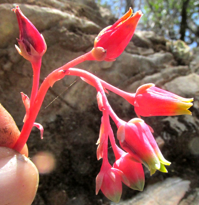 ECHEVERIA HYALINA, inflorescence