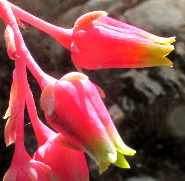 ECHEVERIA HYALINA, flowers side view