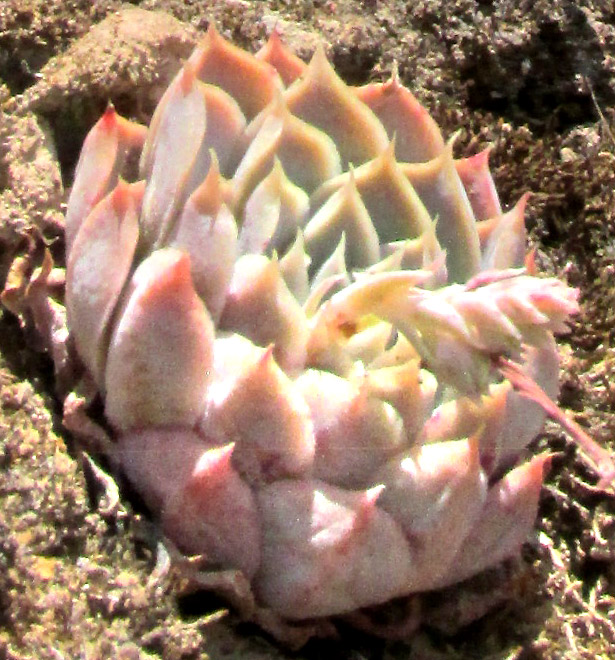 ECHEVERIA HYALINA, flower from front, yellow corolla tips