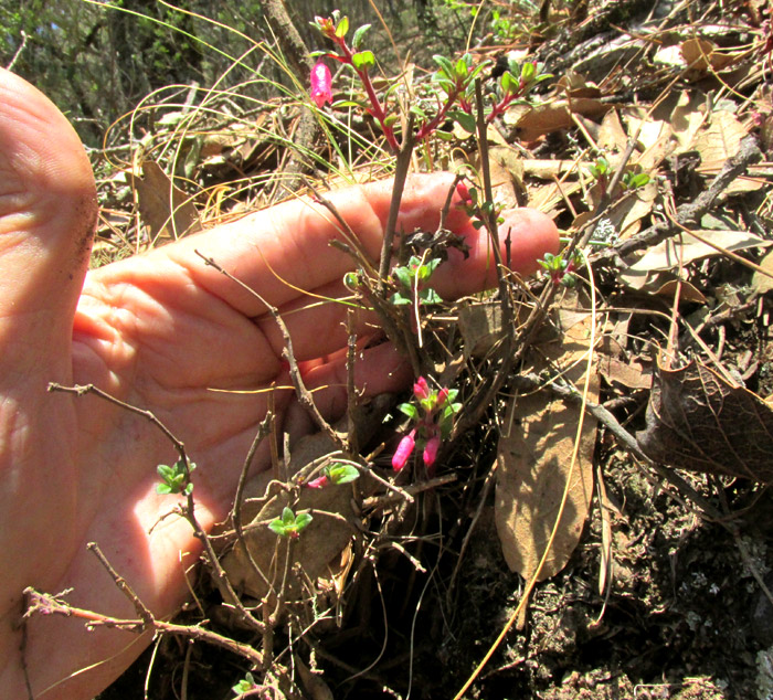 FUCHSIA ENCLIANDRA, leafless bush sprouting new leaves and flowers in habitat