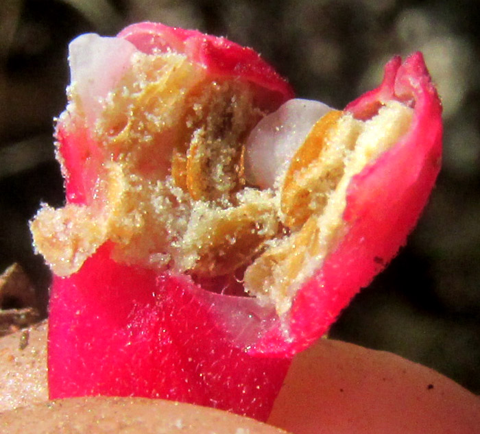 FUCHSIA ENCLIANDRA, opened flower bu showing petals, anthers and pollen