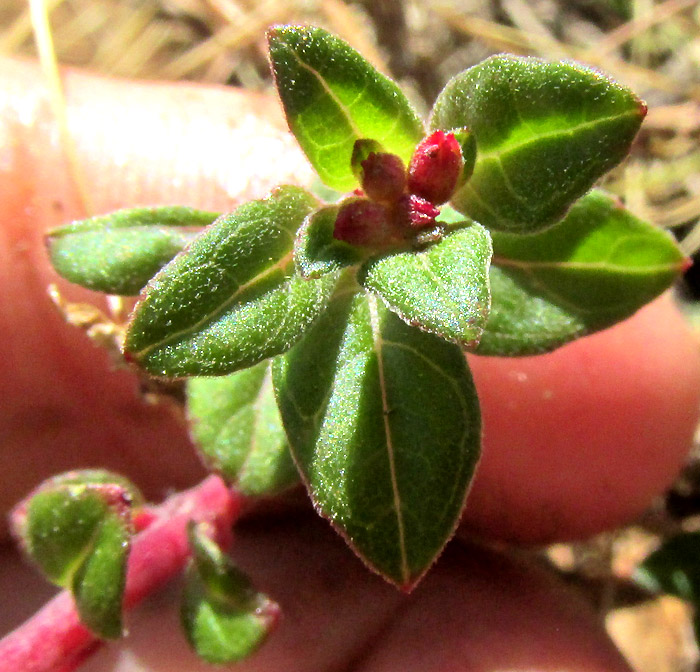 FUCHSIA ENCLIANDRA, enlarging leaves, flower buds