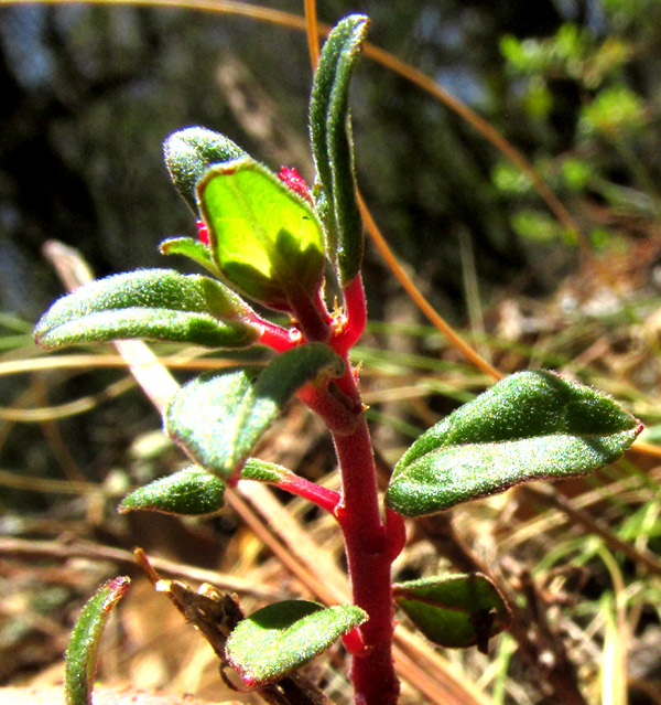 FUCHSIA ENCLIANDRA, red stem and petioles