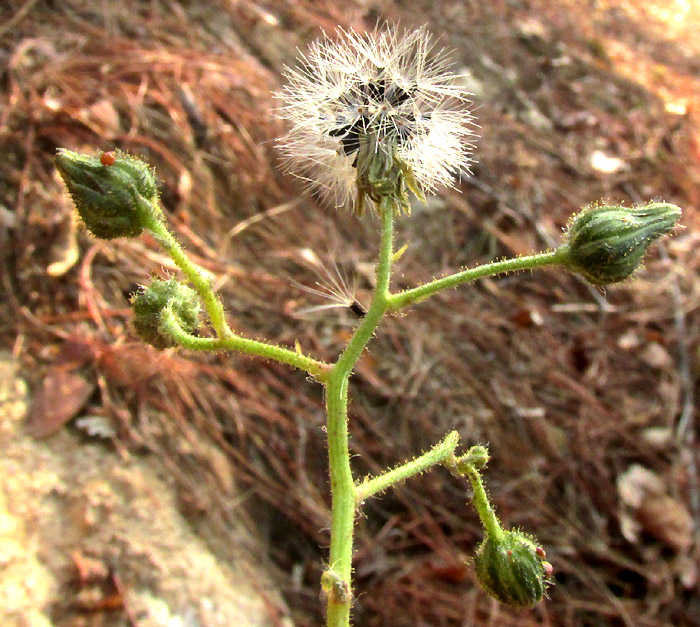 Pringle's Hawkweed, HIERACIUM PRINGLEI, fruiting inflorescence