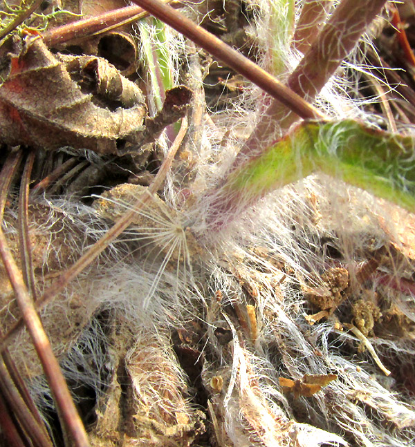 Pringle's Hawkweed, HIERACIUM PRINGLEI, very long-hairy stem base