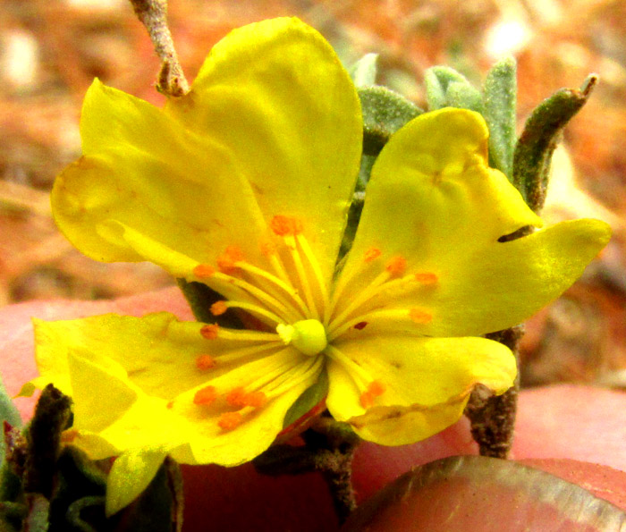 HELIANTHEMUM COULTERI, flower from above