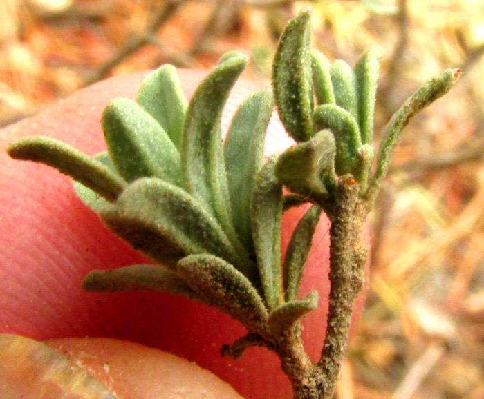 HELIANTHEMUM COULTERI, leaves and stems