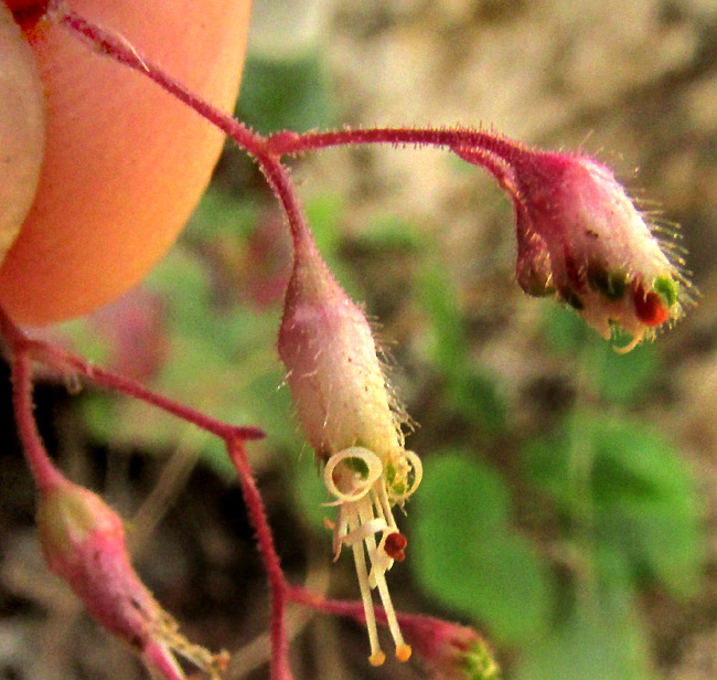 HEUCHERA LONGIPETALA var. ORIZABENSIS, flower side view