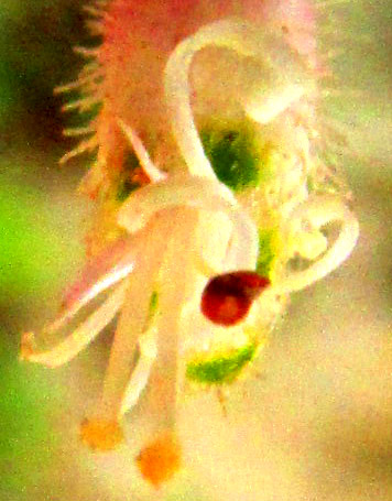 HEUCHERA LONGIPETALA var. ORIZABENSIS, flower close-up