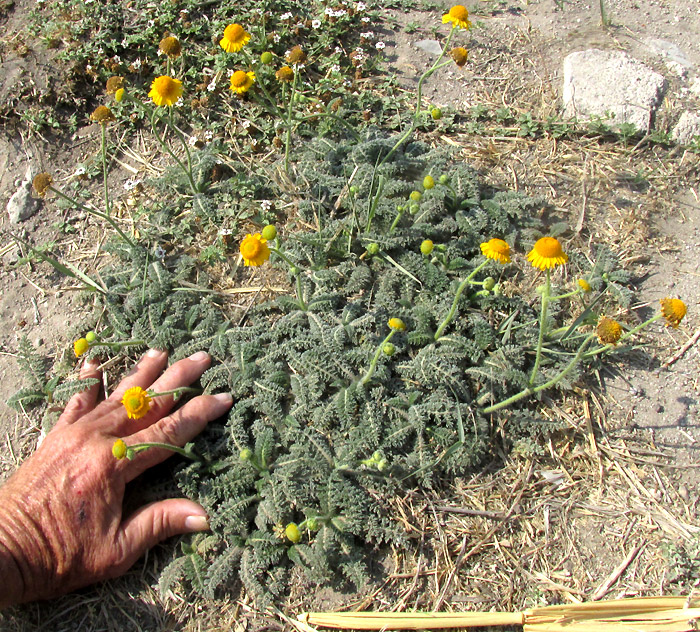 HYBRIDELLA GLOBOSA, flowering in habitat