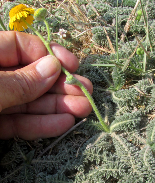 HYBRIDELLA GLOBOSA, flowering plant with basal rosette