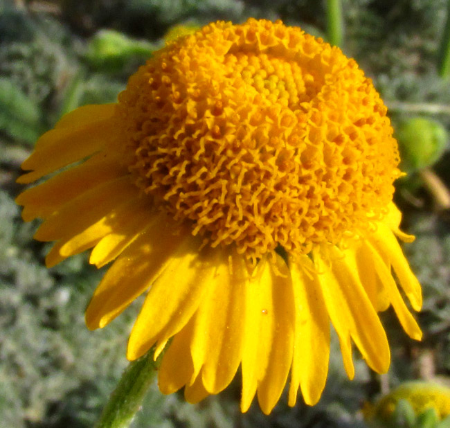 HYBRIDELLA GLOBOSA, capitulum from side