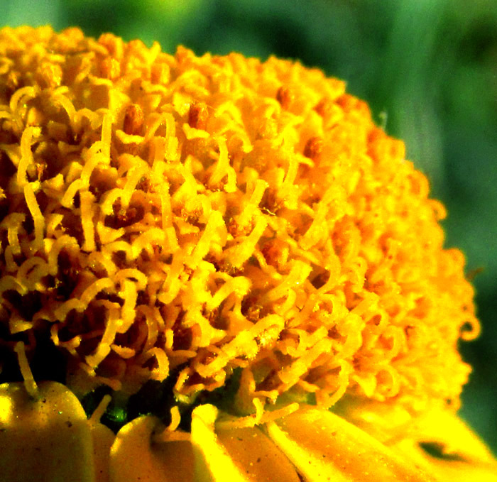 HYBRIDELLA GLOBOSA, close-up of disc and ray floret style branches