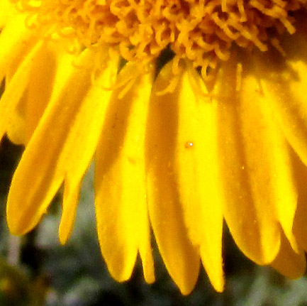 HYBRIDELLA GLOBOSA, deeply incised ray floret ligula tips